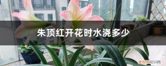 什么时候给朱顶红施肥 朱顶红开花时水浇多少