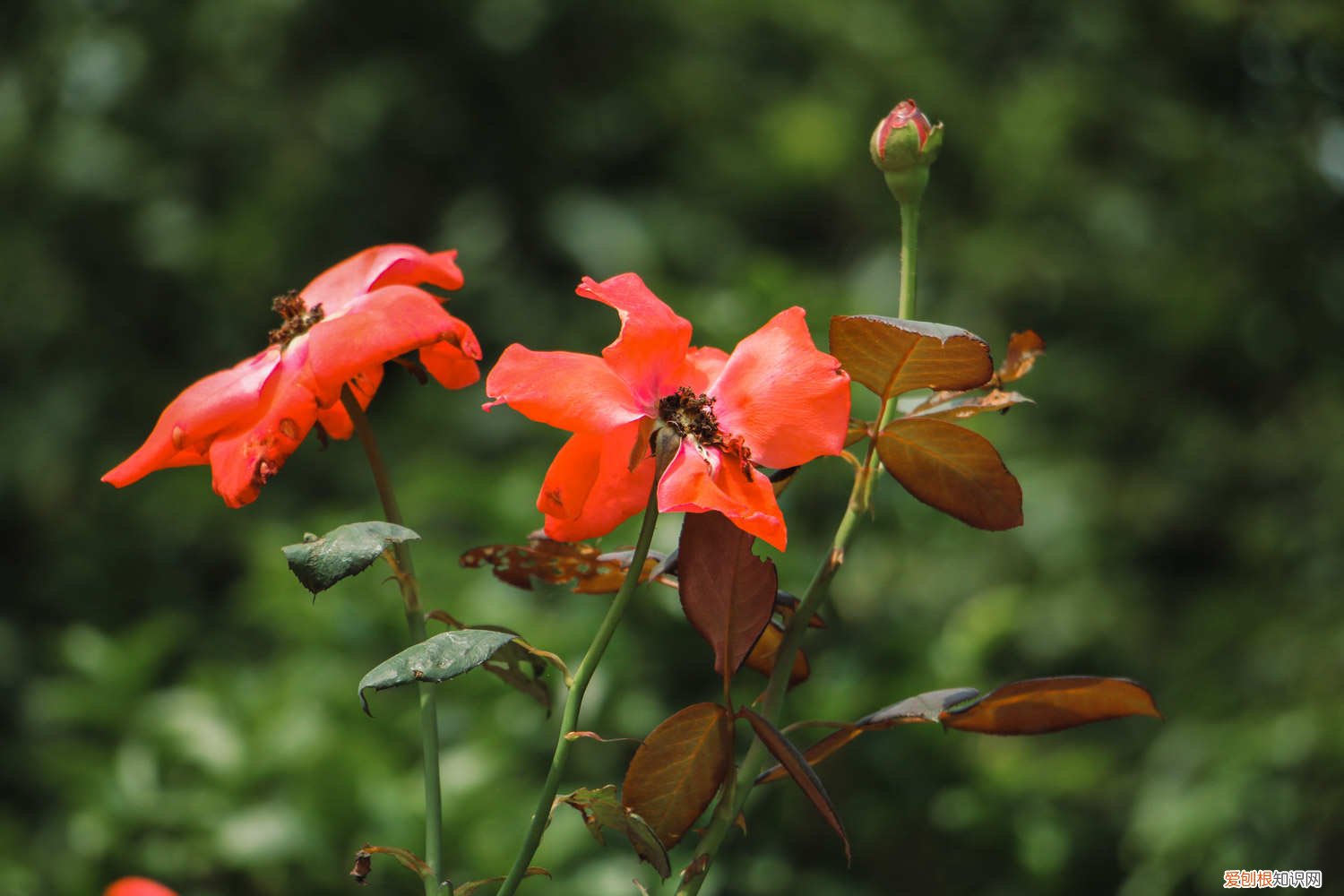 月季花在夏天几天浇一次水 月季花夏天多少天浇次水