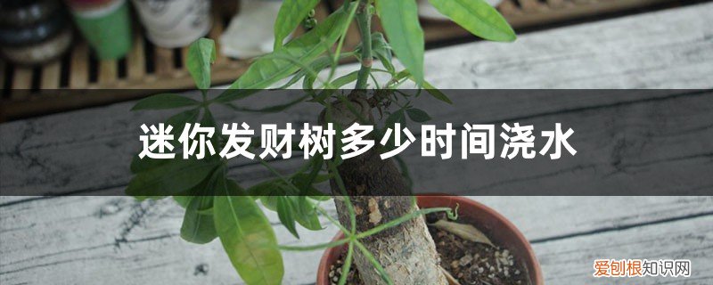 迷你发财树多少时间浇次水一次 迷你发财树多少时间浇次水