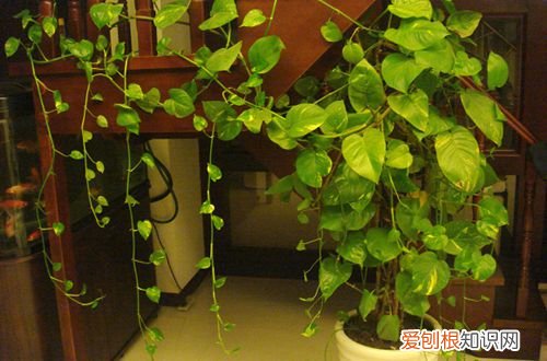 图 绿萝叶子长不大怎么办 怎样使绿萝叶子长大