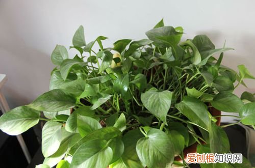图 绿萝叶子长不大怎么办 怎样使绿萝叶子长大