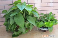图 绿萝叶子长不大怎么办 怎样使绿萝叶子长大