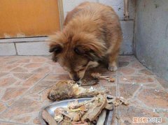 狗吃了鱼刺能消化吗 狗吃了鱼刺多久能消化掉