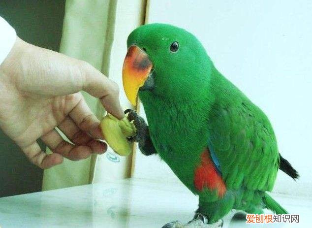 折衷鹦鹉品种，折衷鹦鹉亚种