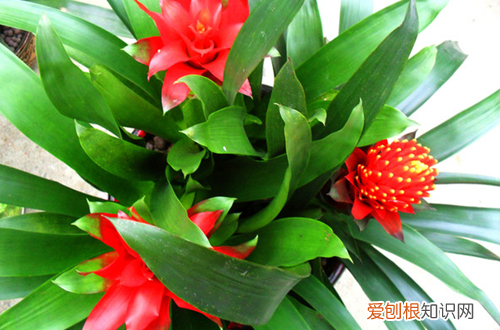 凤梨花什么时候分株 凤梨花如何分株图片