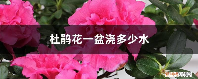 杜鹃花浇水浇多少 杜鹃花一盆浇多少水