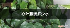 心叶藤浇多少水能活 心叶藤浇多少水