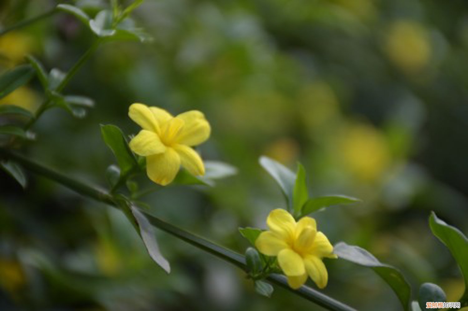 迎春花多久浇水 迎春花多少天浇次水