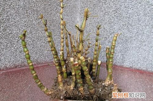图 佛肚竹怎样修剪 佛肚竹修剪方法