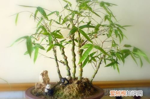 图 佛肚竹怎样修剪 佛肚竹修剪方法
