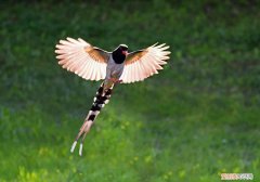 红嘴蓝鹊和喜鹊哪个大，红嘴蓝鹊和喜鹊哪个大一点