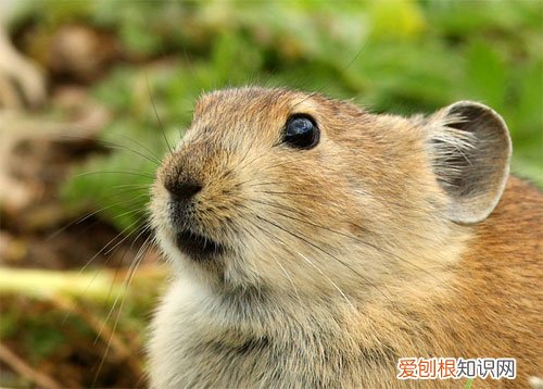 高原鼠兔生活习性，高原鼠兔是兔子