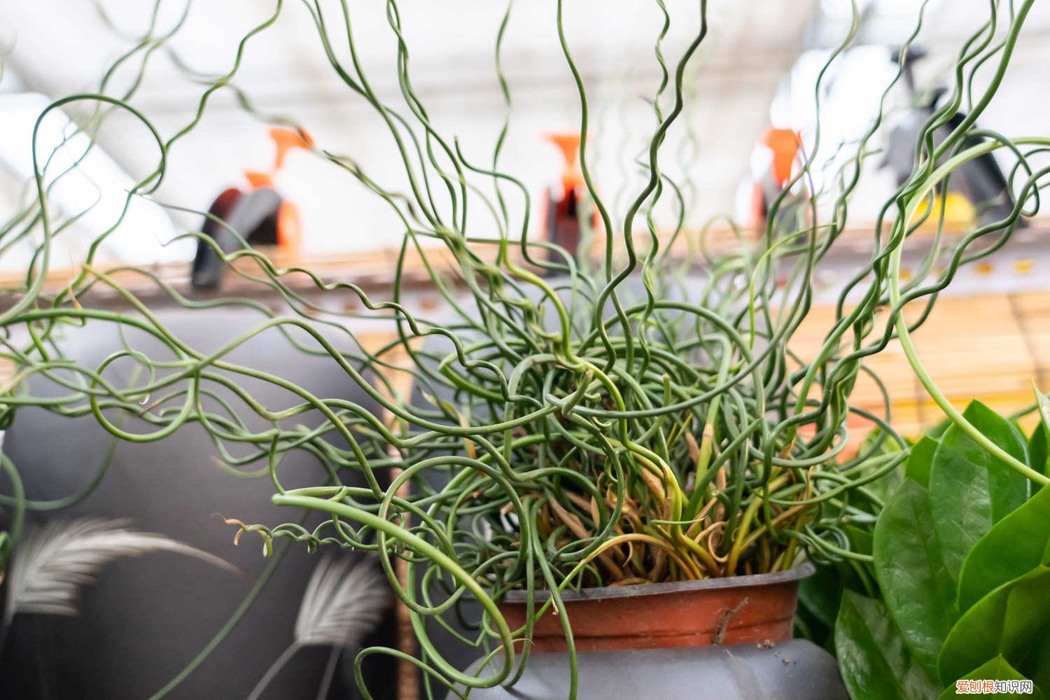 弹簧草多久浇一次水 弹簧草一次浇多少水