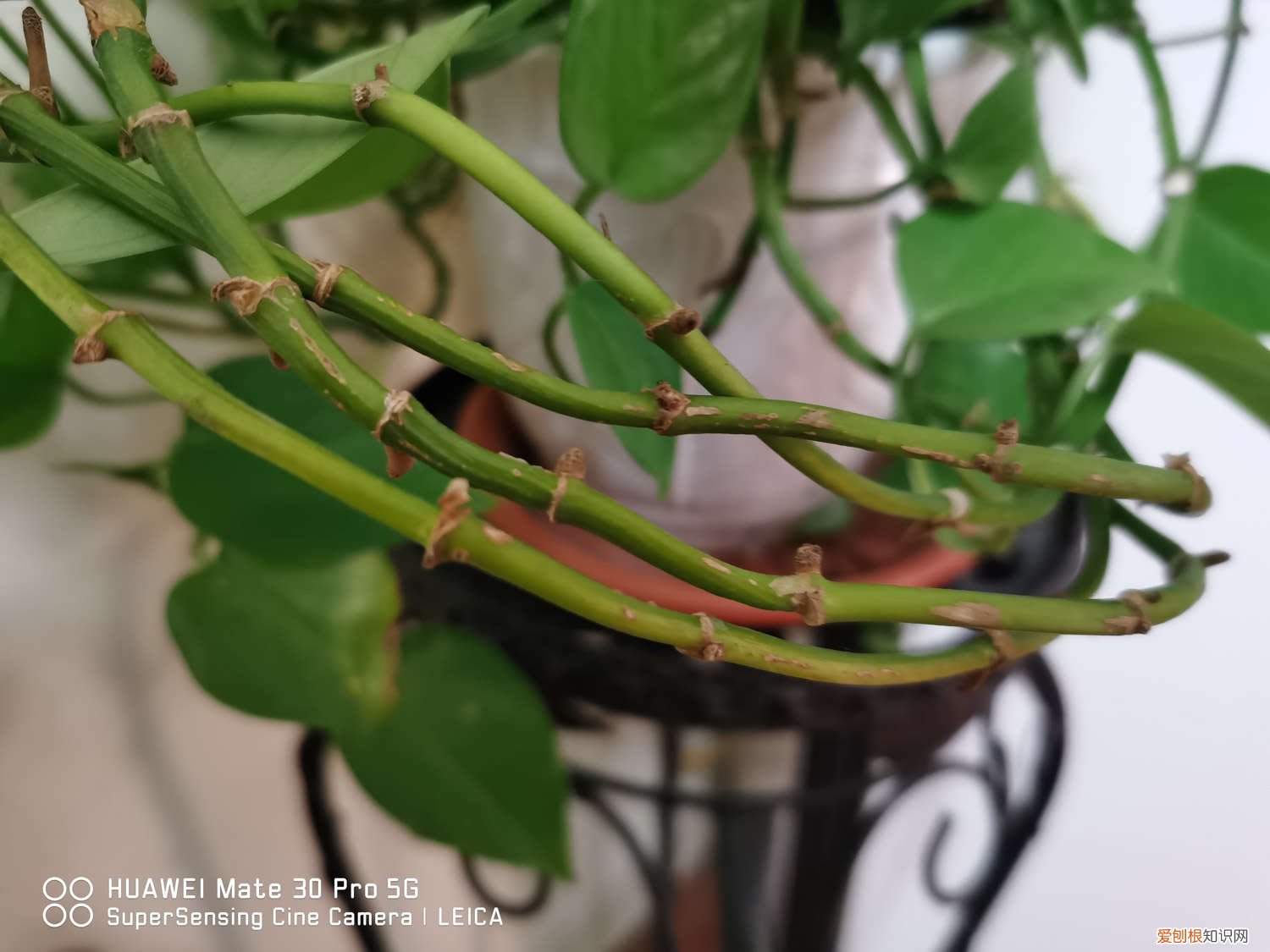 绿萝插在水里要换水吗 绿萝水插需多少水