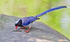 红嘴蓝鹊怎么开食，红嘴蓝鹊的食物
