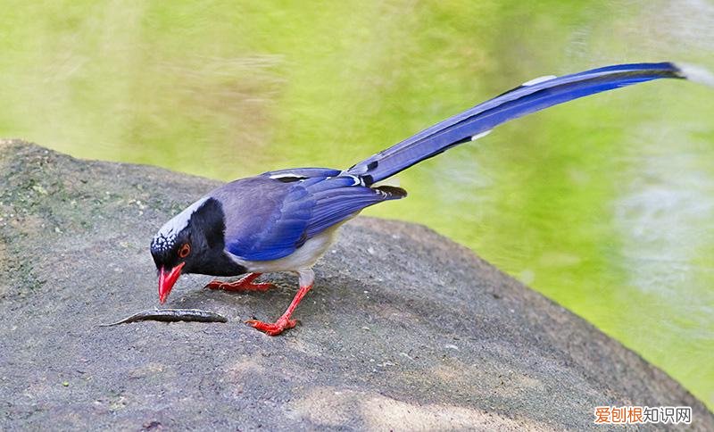 红嘴蓝鹊怎么开食，红嘴蓝鹊的食物