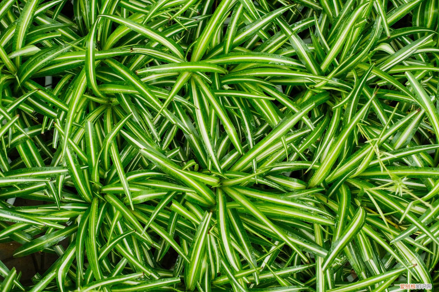 吊兰每天浇多少水 吊兰浇水浇多少