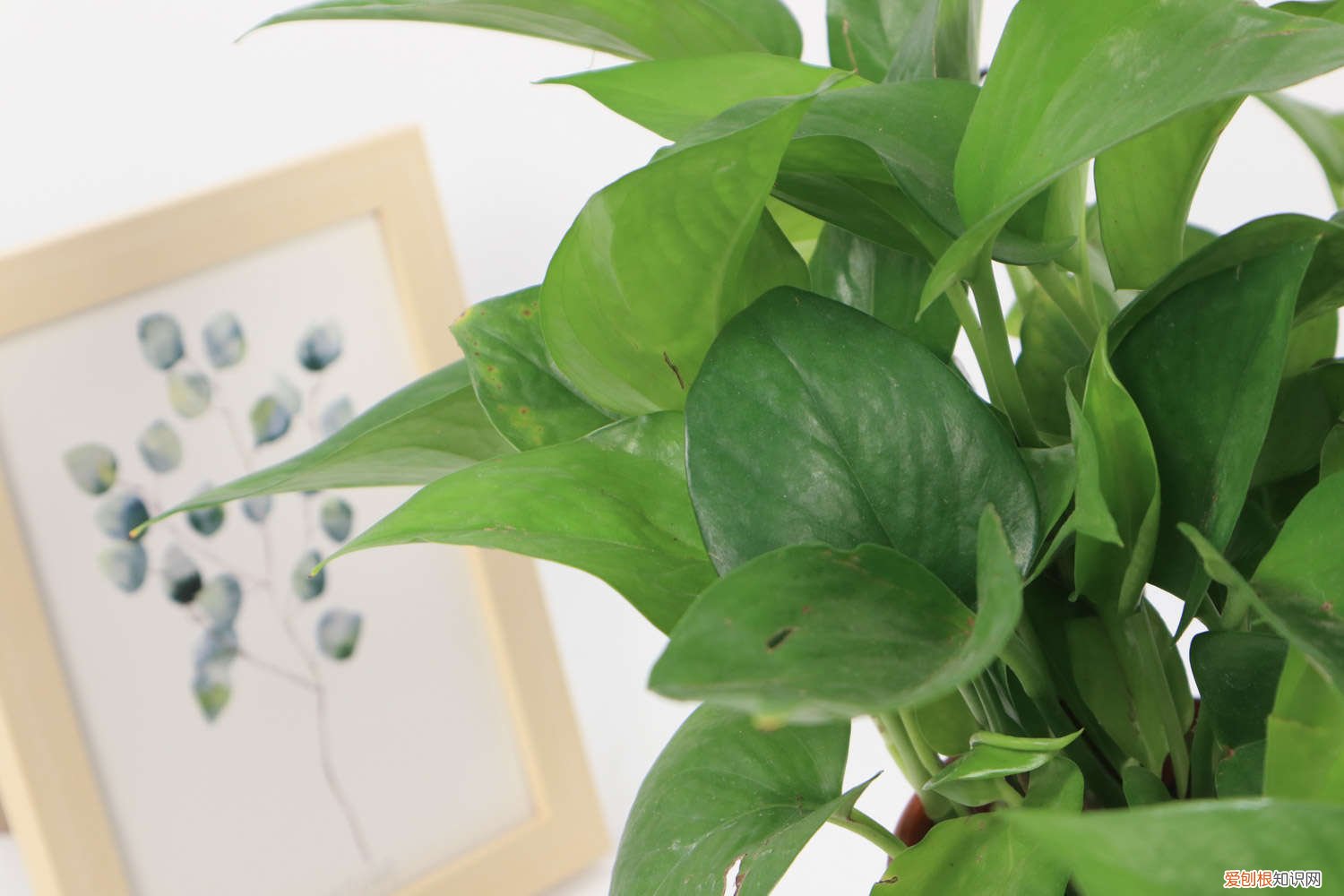 水养绿萝放多少水 水养绿萝应加多少水