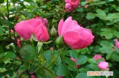 图 蔷薇花为什么不开花 蔷薇花怎么样才开花