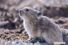 高原鼠兔价格，高原鼠兔食物链