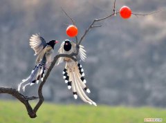 红嘴蓝鹊繁殖的时间，红嘴蓝鹊繁殖期活动范围