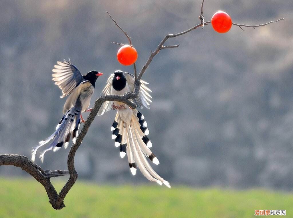 红嘴蓝鹊繁殖的时间，红嘴蓝鹊繁殖期活动范围