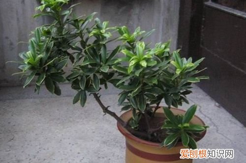 图 金边瑞香适合用什么盆 金边瑞香几月份移盆好