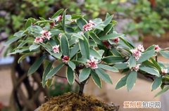 图 金边瑞香适合用什么盆 金边瑞香几月份移盆好