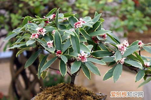 图 金边瑞香适合用什么盆 金边瑞香几月份移盆好