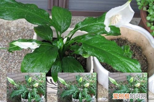 图 白掌的花败了是什么原因 开败的白掌花怎么办