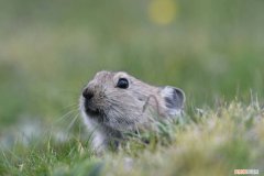 高原鼠兔自然寿命，为什么没有养高原鼠兔的