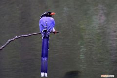 红嘴蓝鹊孵化期是多久，红嘴蓝鹊育雏期