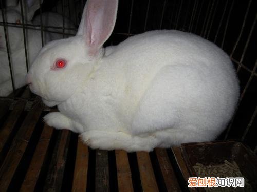 德系獭兔与法系獭兔哪个好，德系獭兔图片