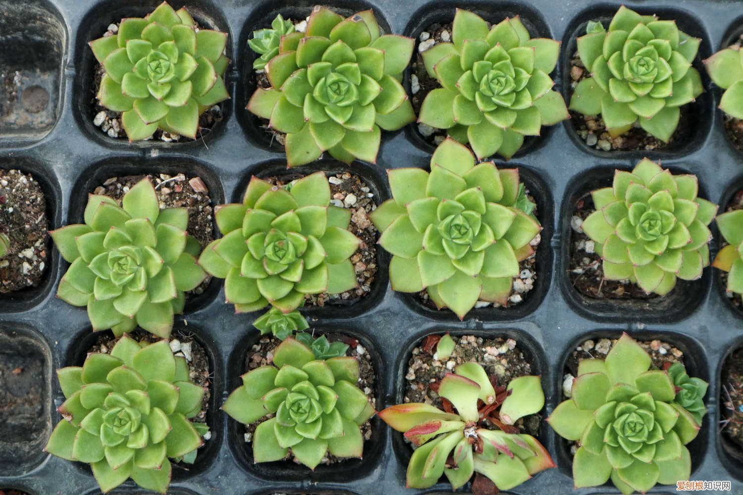 肉肉花怎么养殖 肉肉花怎么养