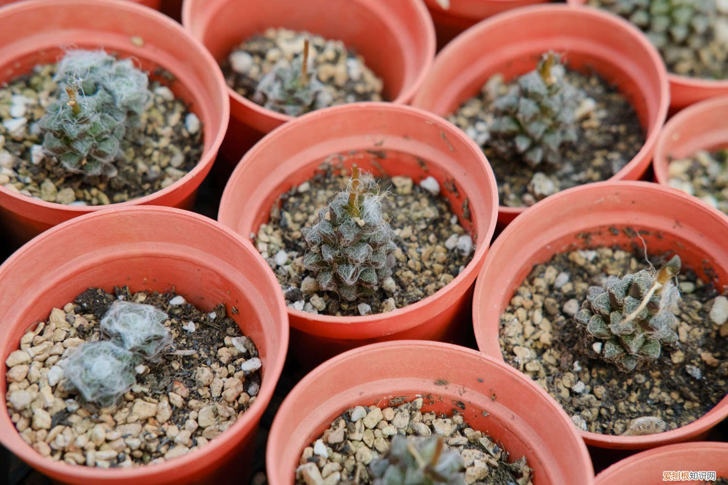 多肉植物是怎么繁殖的怎么栽培的 肉多多的多肉植物怎么繁殖