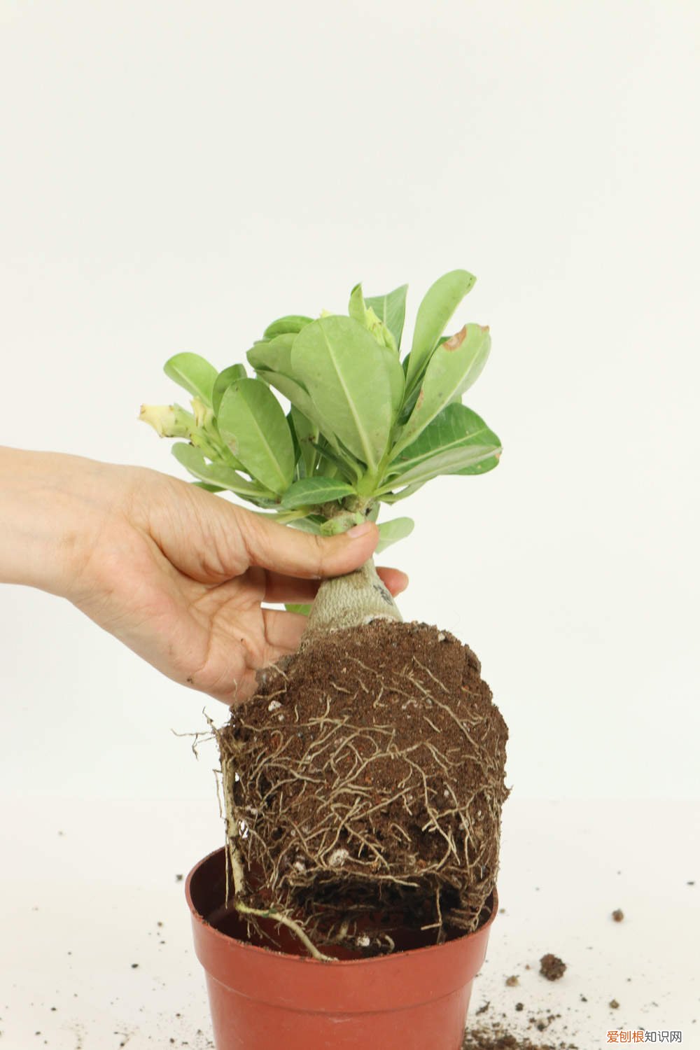 沙漠玫瑰要浇水吗 沙漠玫瑰浇多少水