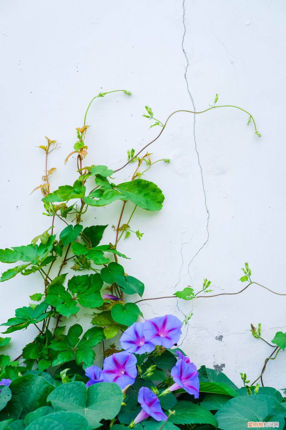 盆栽牵牛花多少天浇次水合适 盆栽牵牛花多少天浇次水