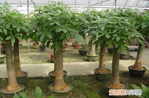 图 发财树怎么修剪枝叶 发财树如何修剪