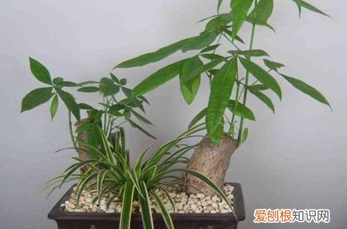 图 发财树怎么修剪枝叶 发财树如何修剪