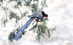 红嘴蓝鹊聪明吗，红嘴蓝鹊还叫什么