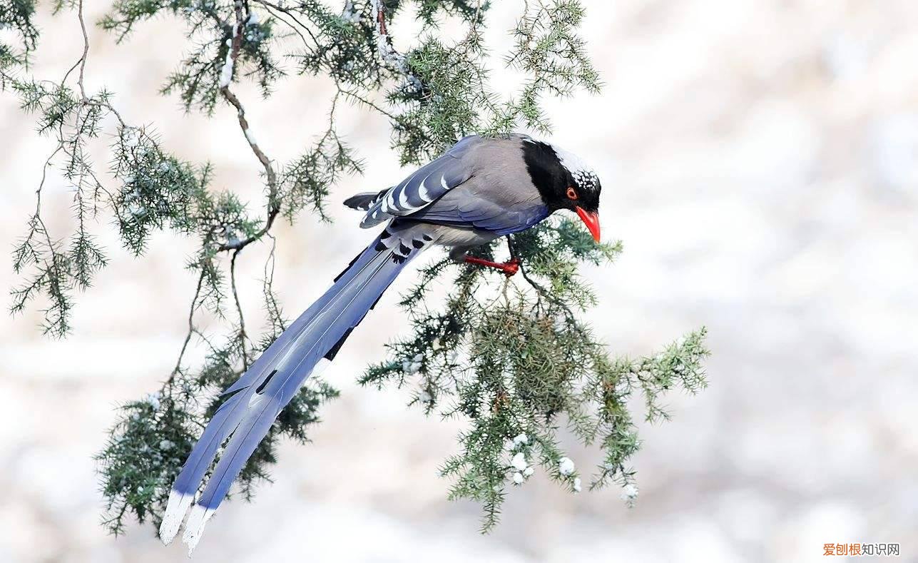 红嘴蓝鹊聪明吗，红嘴蓝鹊还叫什么