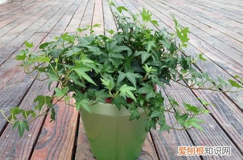 图 常春藤为什么会枯萎 常春藤枯萎发干怎么办