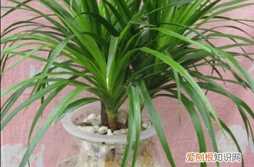 图 怎么让龙血树生根发芽 怎么让龙血树侧芽长根