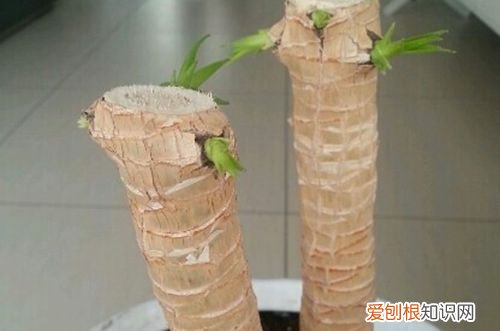 图 怎么让龙血树生根发芽 怎么让龙血树侧芽长根
