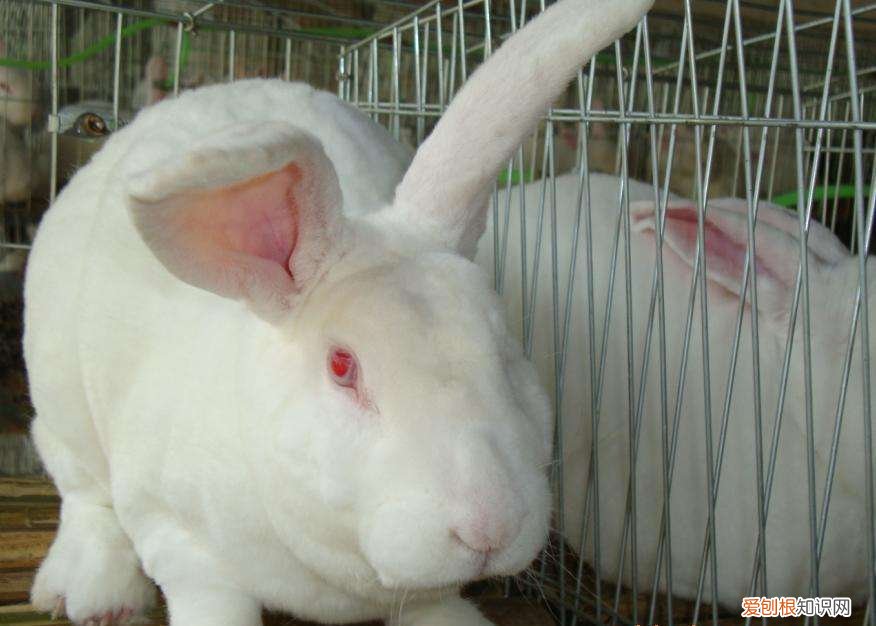 法系獭兔能长多重,新法系獭兔