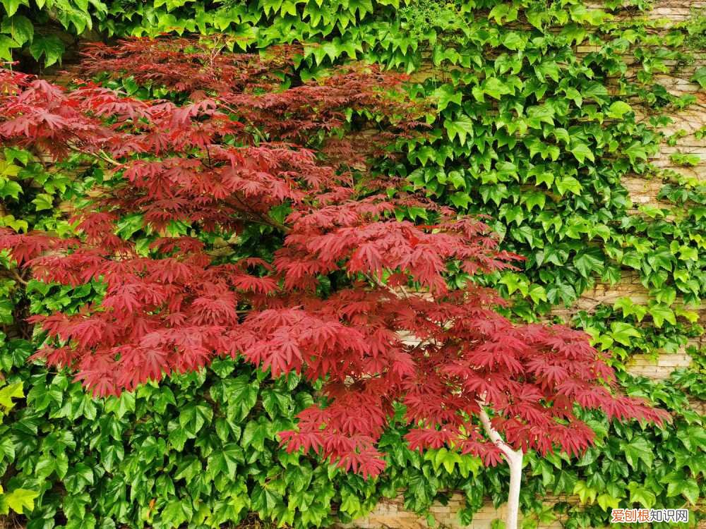 红枫树种植方法和技术 红枫树种植方法