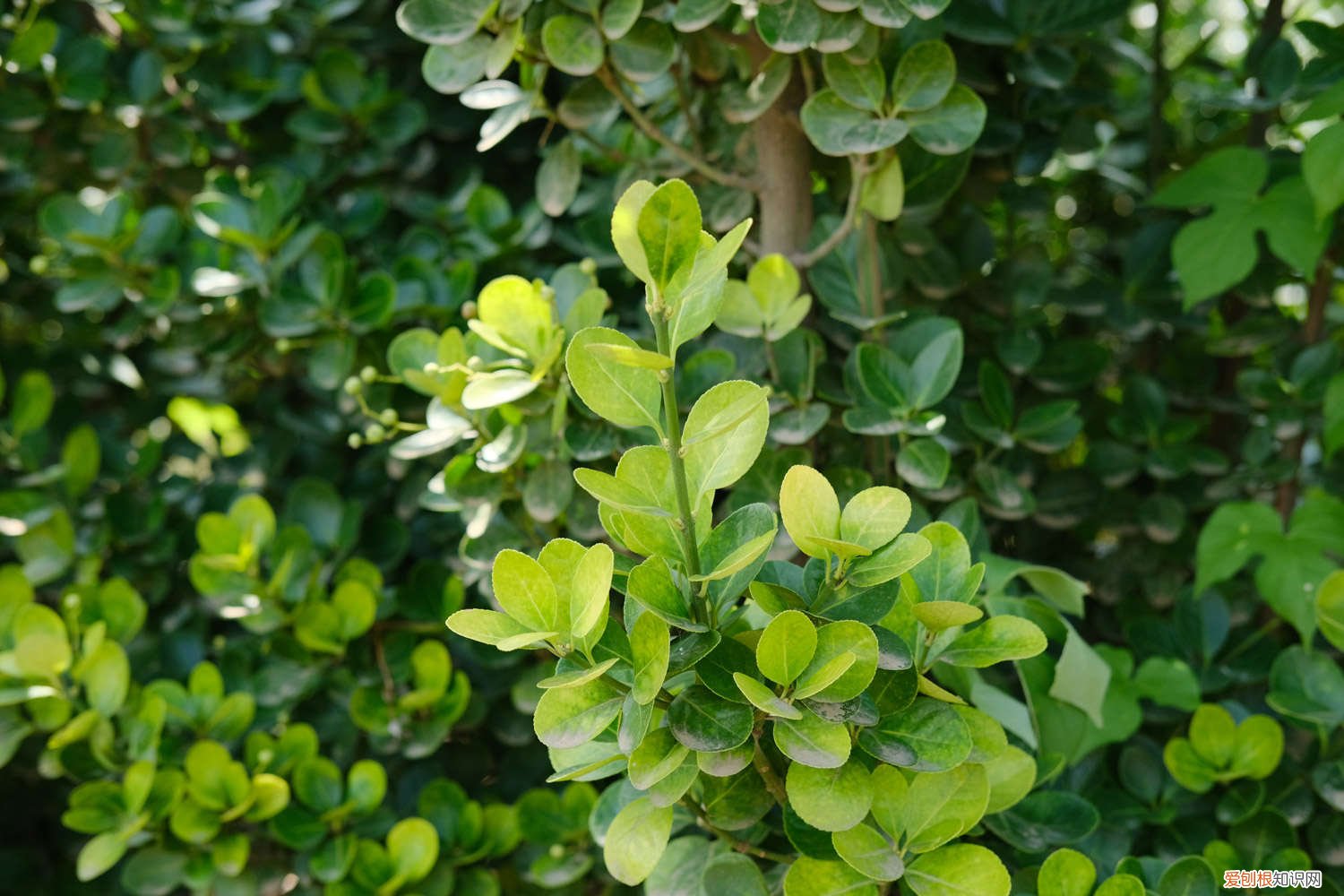 黄杨插枝能活吗 老枝黄杨怎么插活