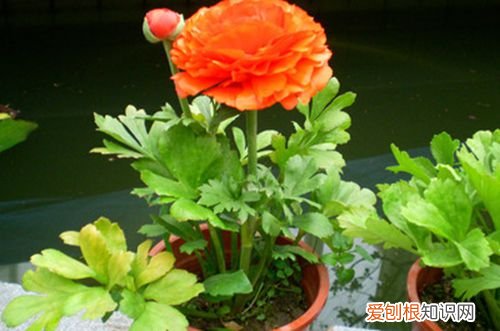 图 花毛茛怎么种植 花毛茛几月开花