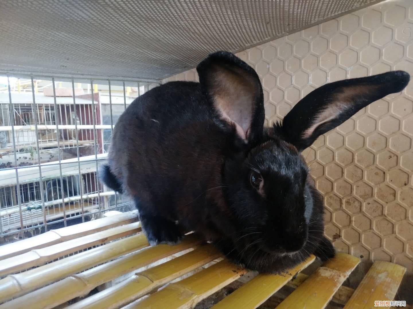 莲山黑兔多少钱一只,莲山黑兔多少钱一只幼崽