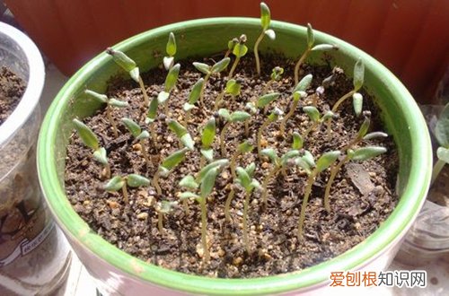 图 满天星种子怎么催芽 满天星种子多久发芽